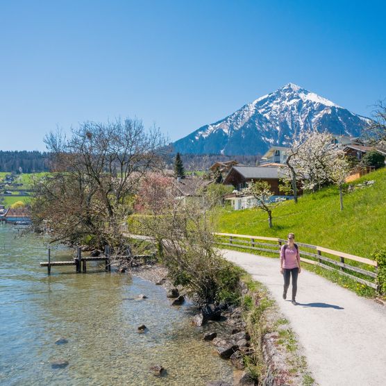 Frau spaziert an einem strahlenen Frühlingstag von Faulensee nach Spiez entlang des Thunerseeufers