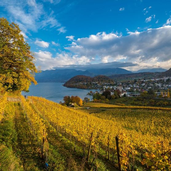 Wunderbare Herbststimmung im Rebberg in Spiez mit imposantem Ausblick auf den Thunersee und das Schloss Spiez