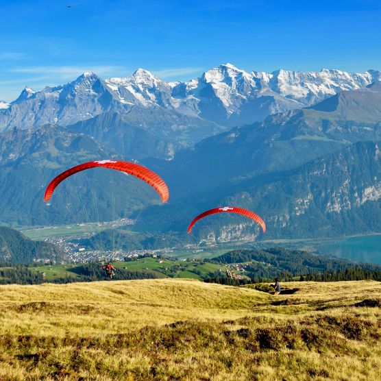 Paraglider nach dem Start in Beatenberg mit Sicht auf Eiger, Mönch und Jungfrau