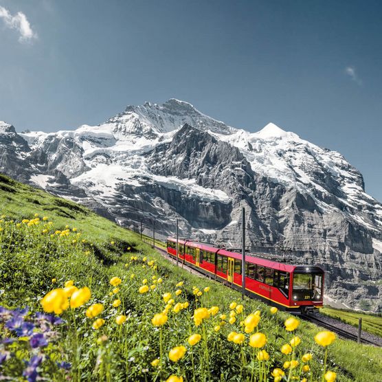 Blumenwiese mit Jungfraubahn mit den Bergen Mönch und Jungfrau im Hintergrund