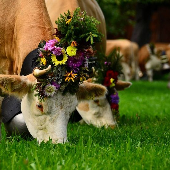 Grasende Kühe mit Blumenschmuck auf einer grünen Wiese