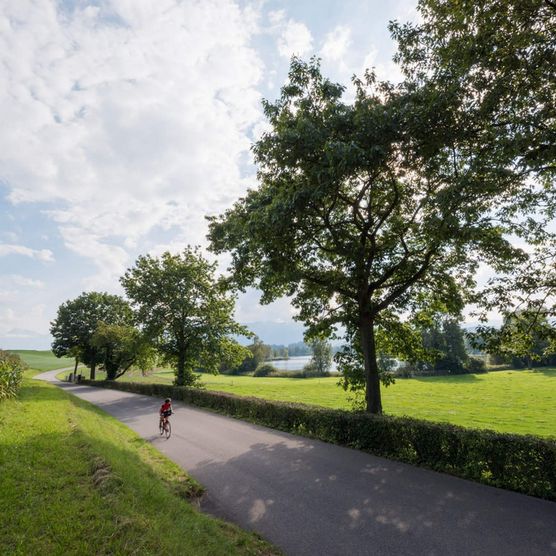 Velofahrt durch die Naturidylle entlang einer mit Bäumen gesäumten Nebenstrasse