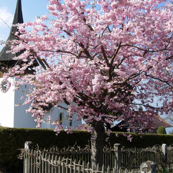 Wunderschöner Magnolienbaum direkt neben der Kirche in Leissigen