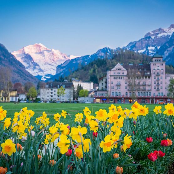 Herrliche Frühlingsabend auf der belebten und mit Blumen geschmückte Höhematte in Interlaken