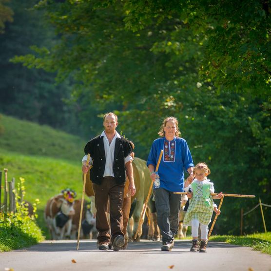 Familie läuft im Alpabzug vom Suldtal nach Aeschi