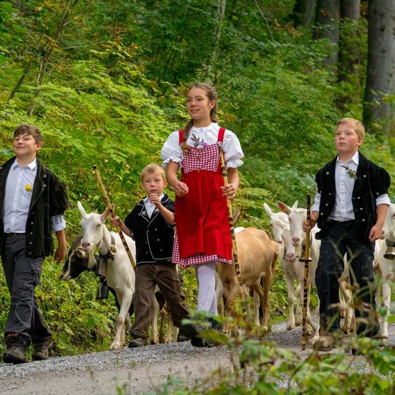 Kinder laufen vor Geissen durch das Suldtal am Alpabzug