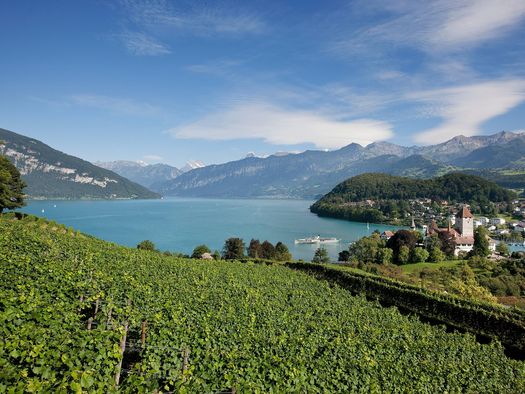 In erfrischendem Grün gedeihen die Weinreben am Spiezer Rebberg, die Sicht auf Thunersee und Berge ist fantastisch