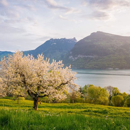 Zauberhaftes Frühlingserwachen oberhalb des Thunersees mit blühenden Wiesen und Bäumen