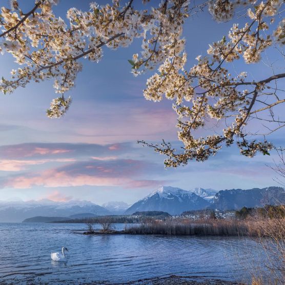 Frühlingserwachen im Bonstettenpark mit frischen Blüten, lila Wolken, einem Schwan auf dem Thunersee und den Niesen im Hintergrund