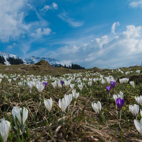 Bergfrühling mit wunderschönen Krokussen zieren die Alpwiesen im Naturpark Diemtigtal