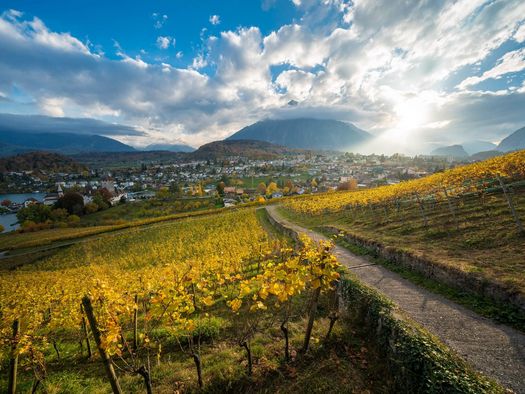 Bunt verfärbte Weinreben im Spiezer Rebberg erstrahlen im goldenen Herbstlicht