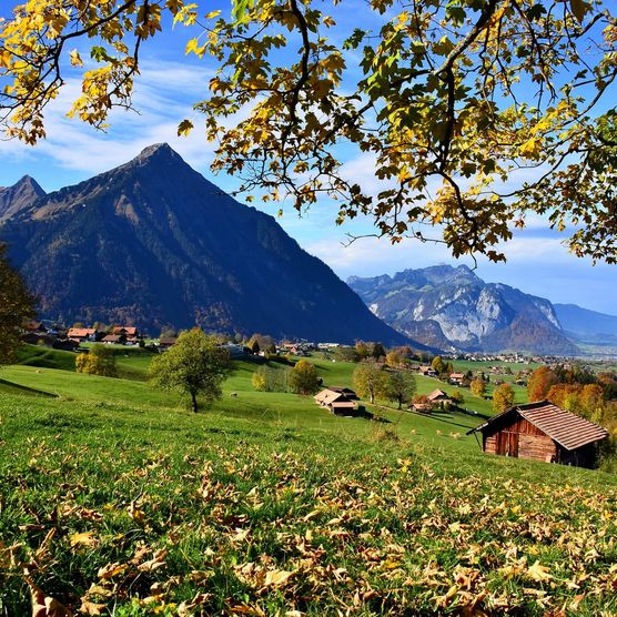 Blick auf farbige Bletter und eine grüne Wiese mit dem pyramidenförmigen Niesen im Hintergrund