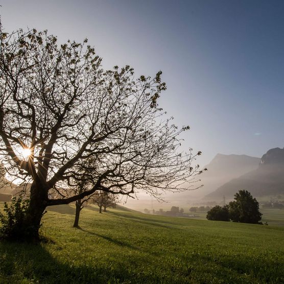 Die Sonne bescheint das Stockental und wirft ihr Licht durch die vergabelten Äste eines Baums.