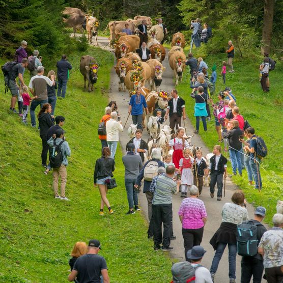 Alpabzug umgeben von Zuschauern am Alpabzug im Suldtal