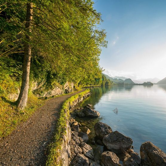 Der idyllische Spazierweg entlang des Brienzerseeufers ist gesäumt mit. Im Westen ist der Sonnenuntergang zu beobachten.