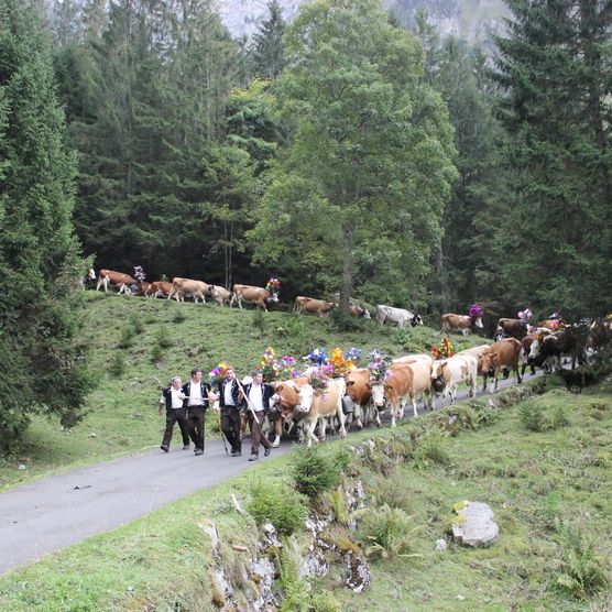 Älpler mit Kühen wandern durch grüne Wälder Richtung Sigriswil