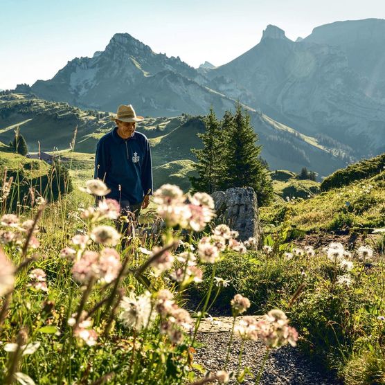 Wanderung durch den Alpengarten auf der Schynige Platte